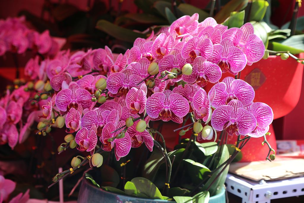 Orchidej bude kvést jako bláznivá. Stačí vzít oblíbené ovoce. Účinky jsou prostě ohromující.