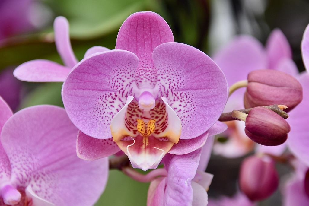 Orchidej bude kvést jako bláznivá. Stačí vzít oblíbené ovoce. Účinky jsou prostě ohromující.